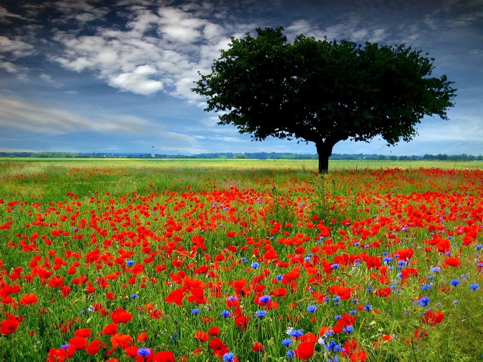ما اجمل صور الطبيعة  - صفحة 3 Red-poppy-field-wallpapers_11808_1600x1200